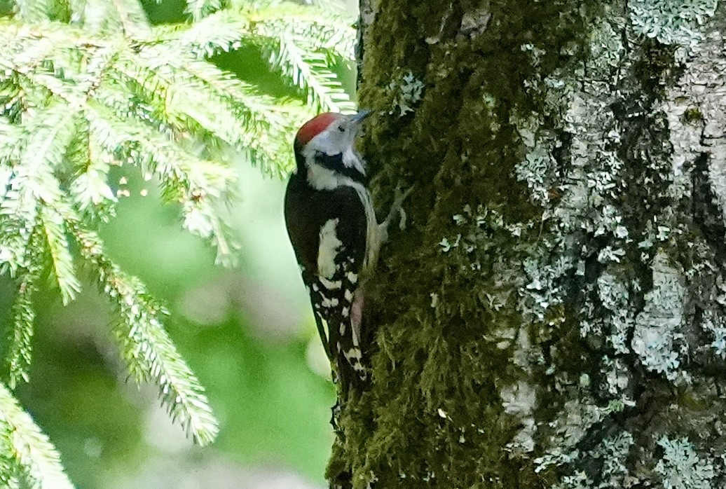 Middle Spotted Woodpecker - ML620989012
