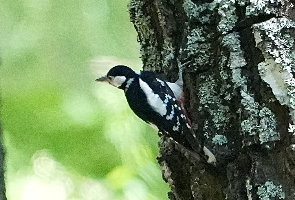Great Spotted Woodpecker - ML620989018
