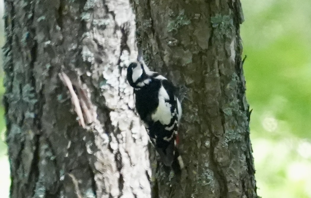 Great Spotted Woodpecker - ML620989019