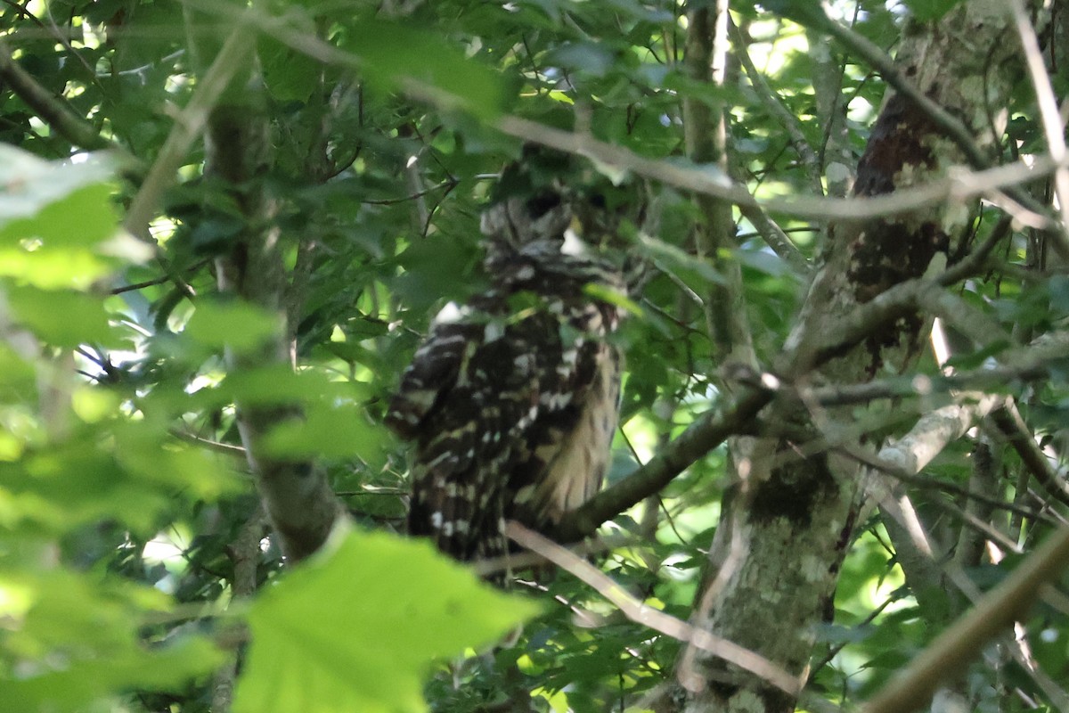 Barred Owl - ML620989058