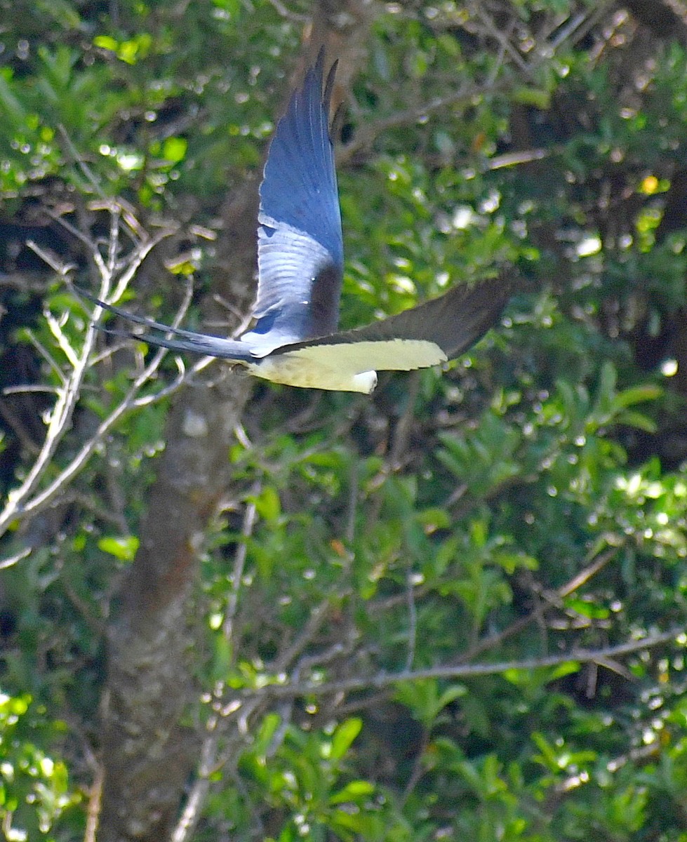 Swallow-tailed Kite - ML620989064