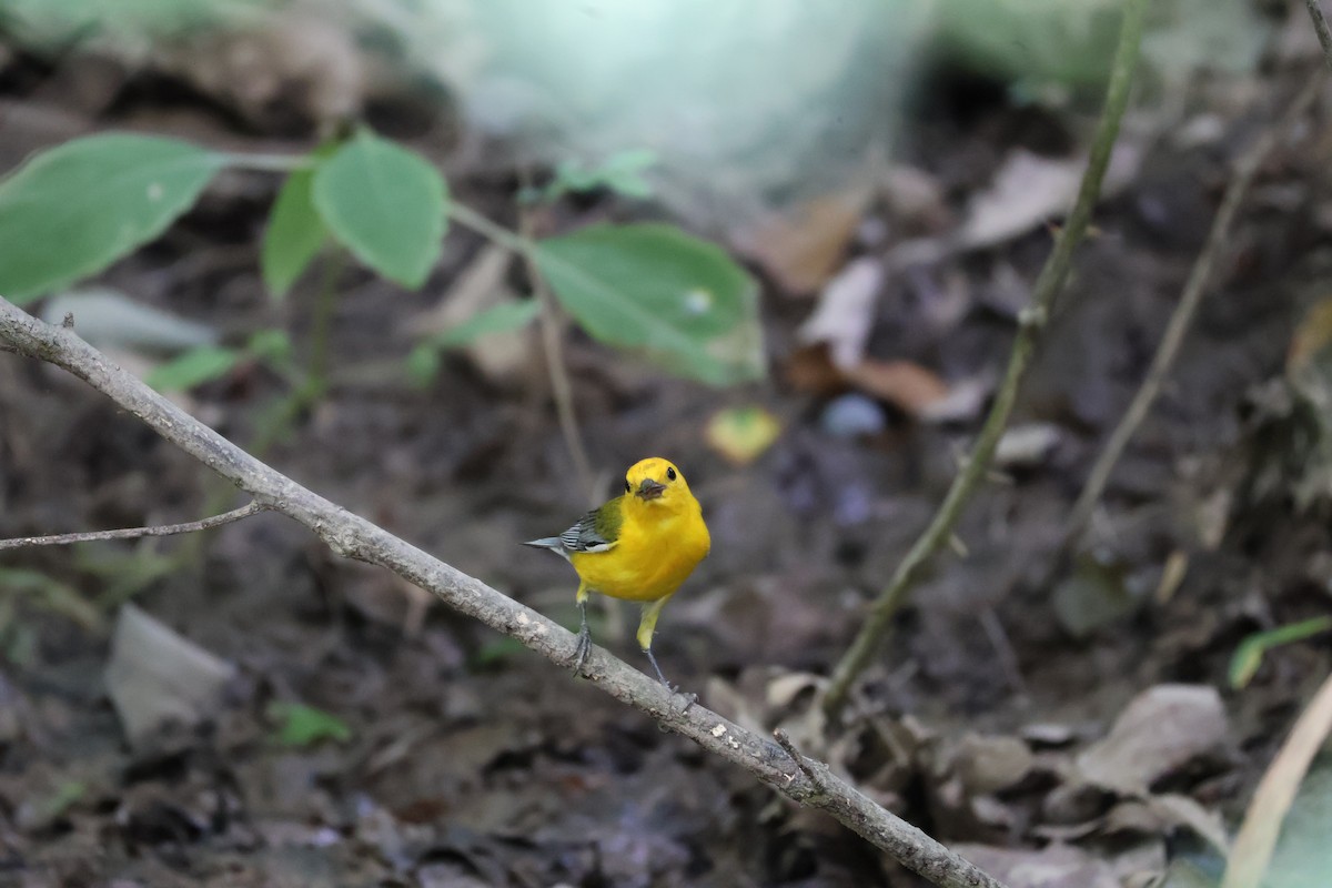 Prothonotary Warbler - Elias McKown