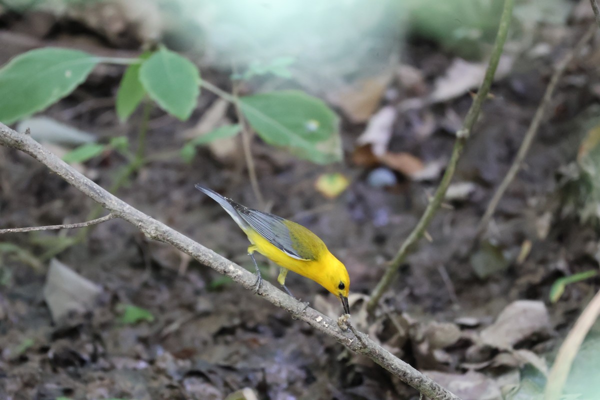 Prothonotary Warbler - ML620989067