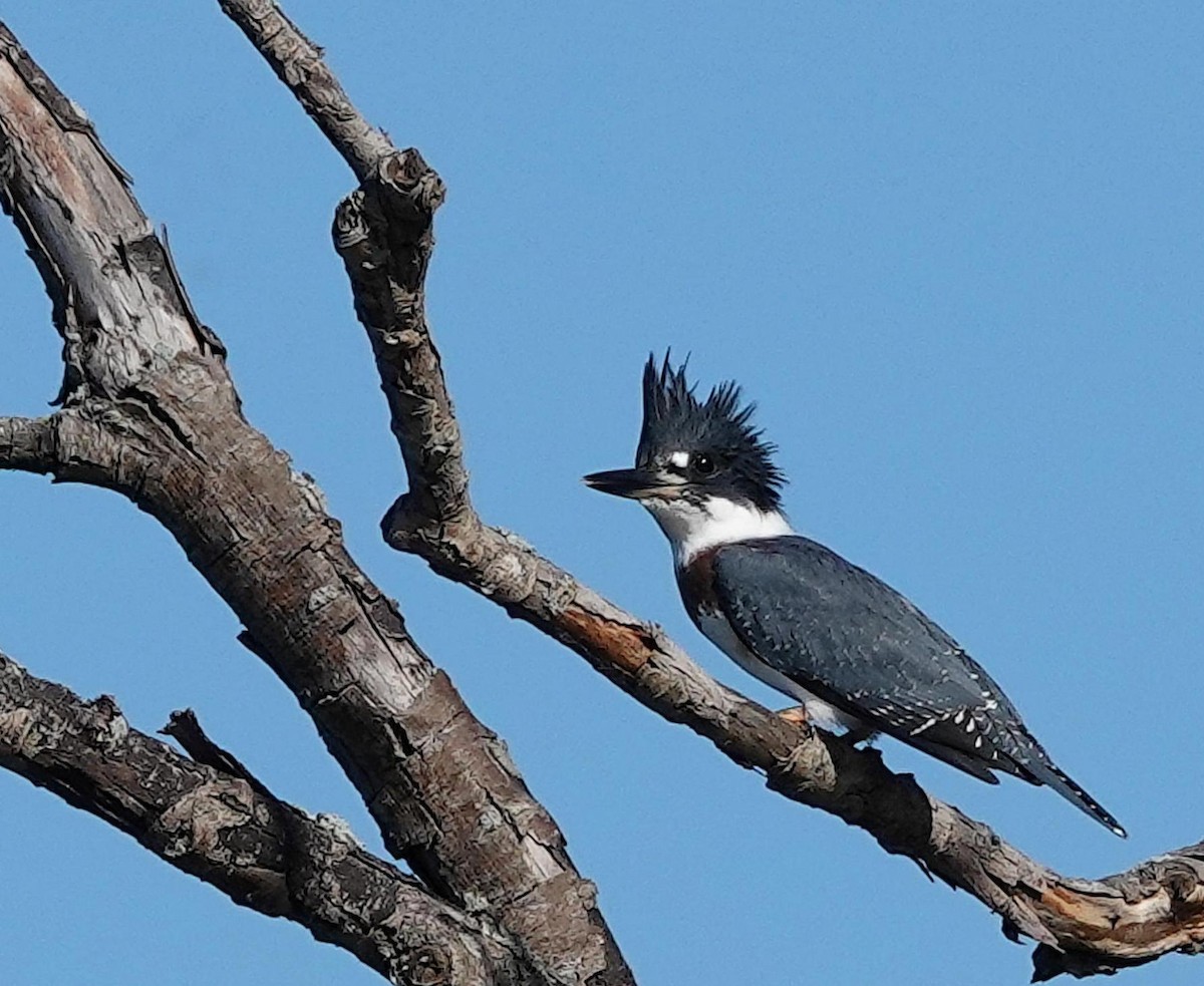 Belted Kingfisher - ML620989071