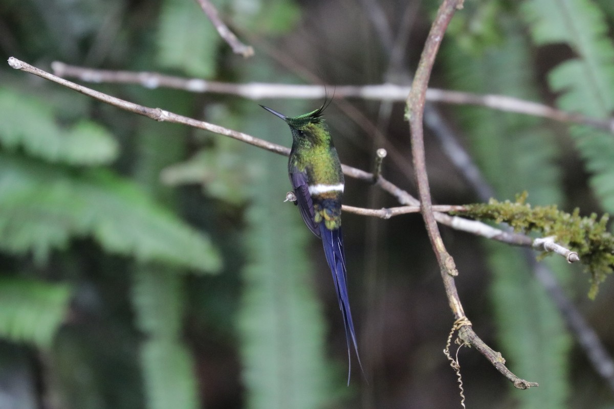 Wire-crested Thorntail - ML620989073