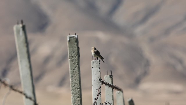 Hume's Lark - ML620989090