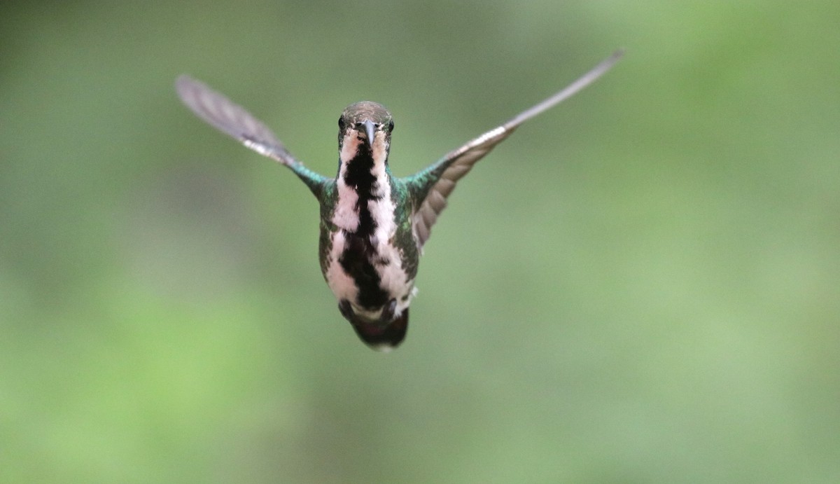 kolibřík tropický - ML620989091