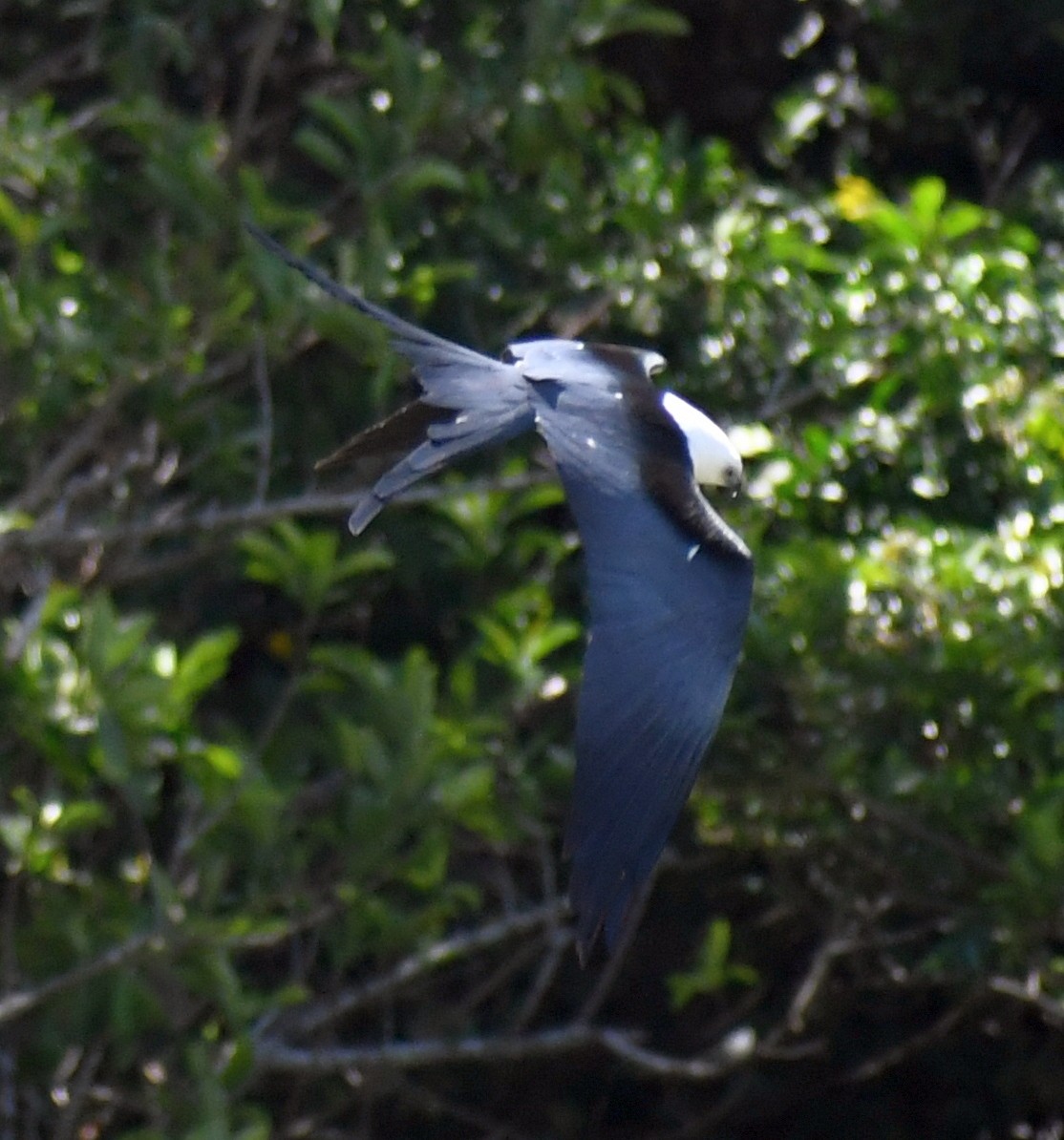 Swallow-tailed Kite - ML620989104