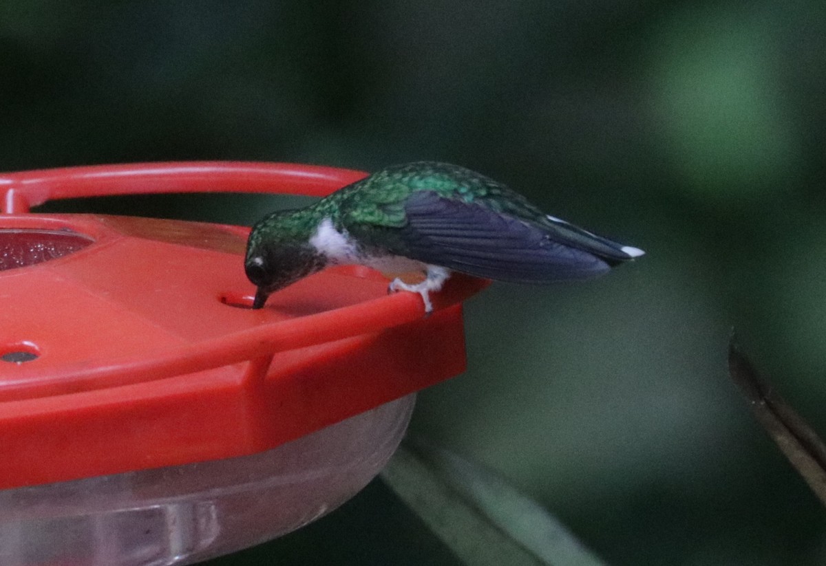 kolibřík ekvádorský - ML620989105