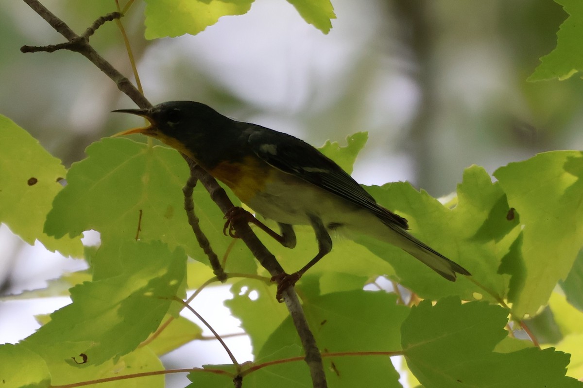 Northern Parula - ML620989122