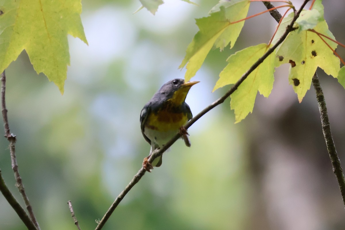 Northern Parula - ML620989123
