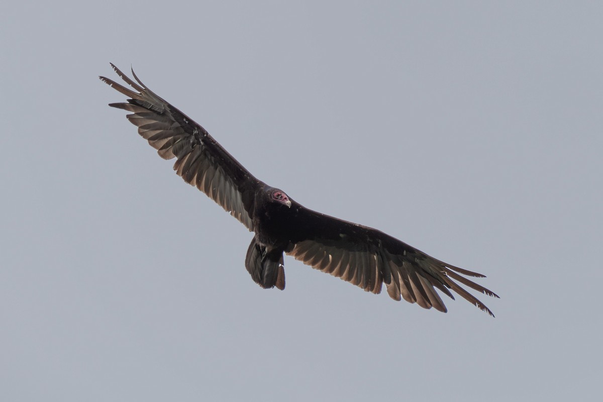 Turkey Vulture - ML620989161