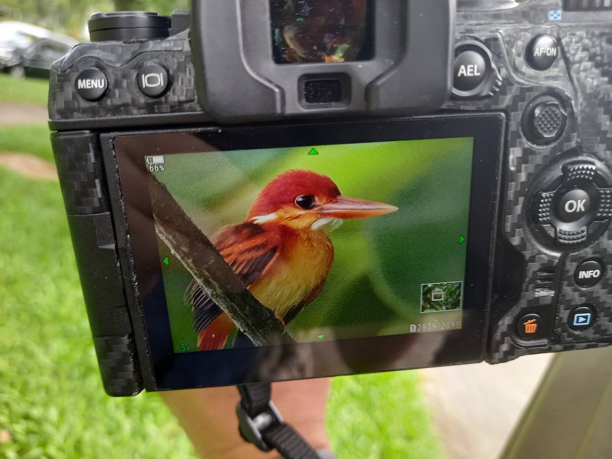 Rufous-backed Dwarf-Kingfisher - ML620989204