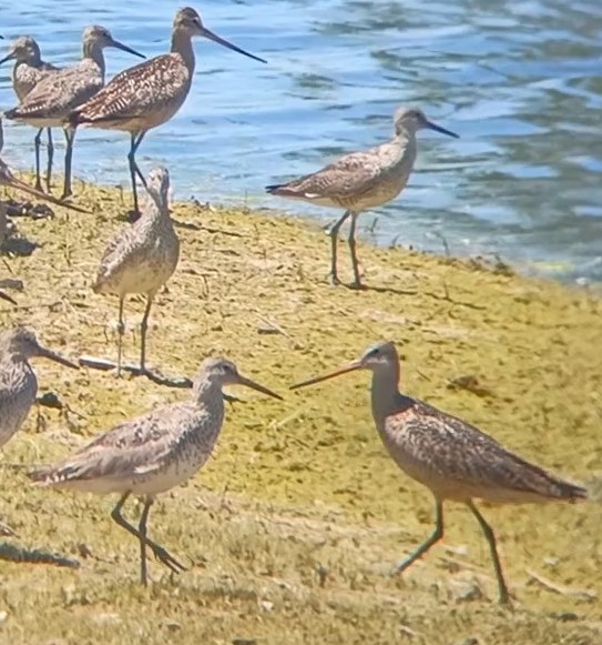 Marbled Godwit - ML620989224