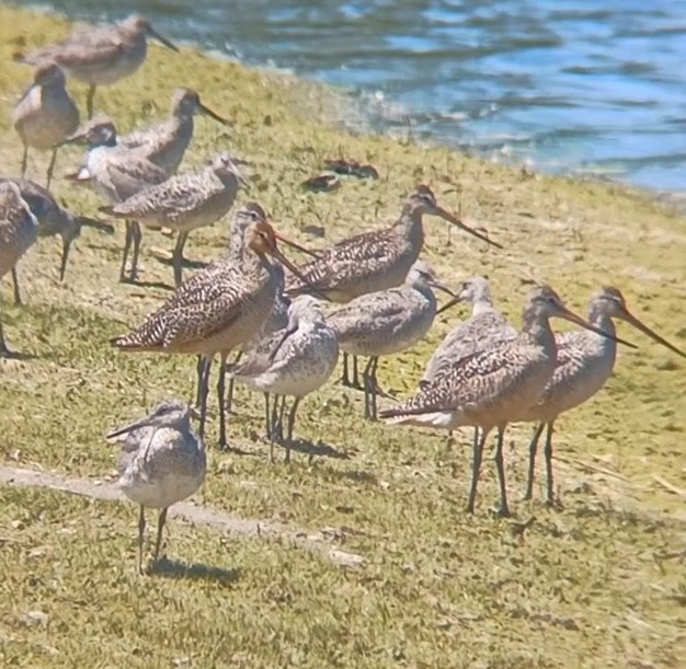 Marbled Godwit - ML620989225