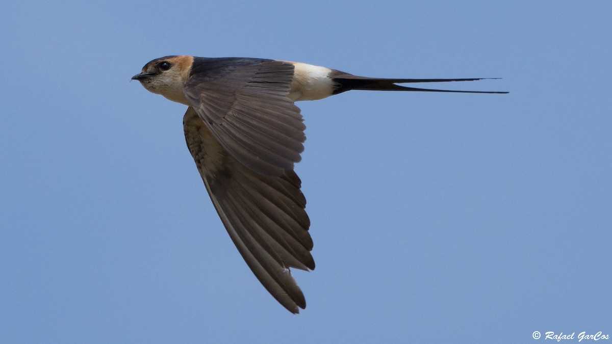 Red-rumped Swallow - ML620989251