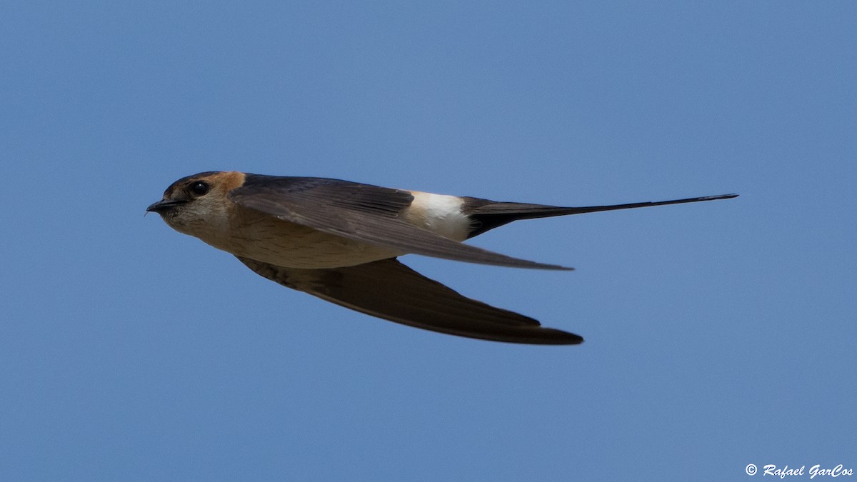 Red-rumped Swallow - ML620989252