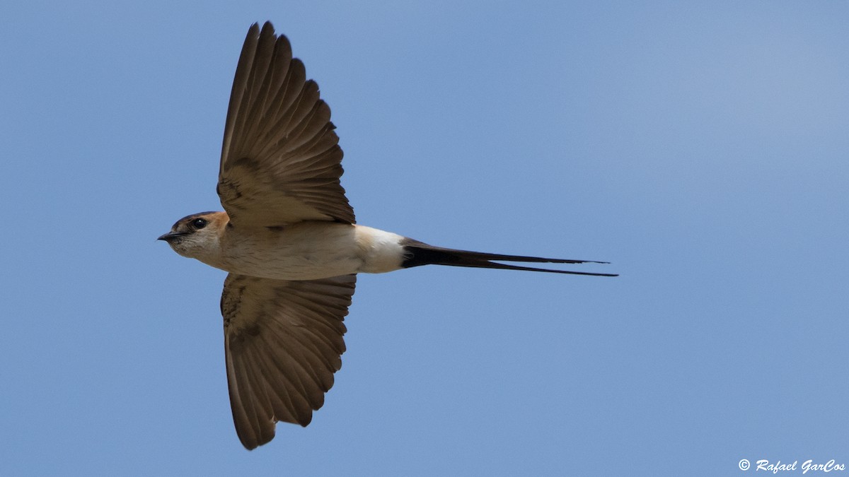Red-rumped Swallow - ML620989253