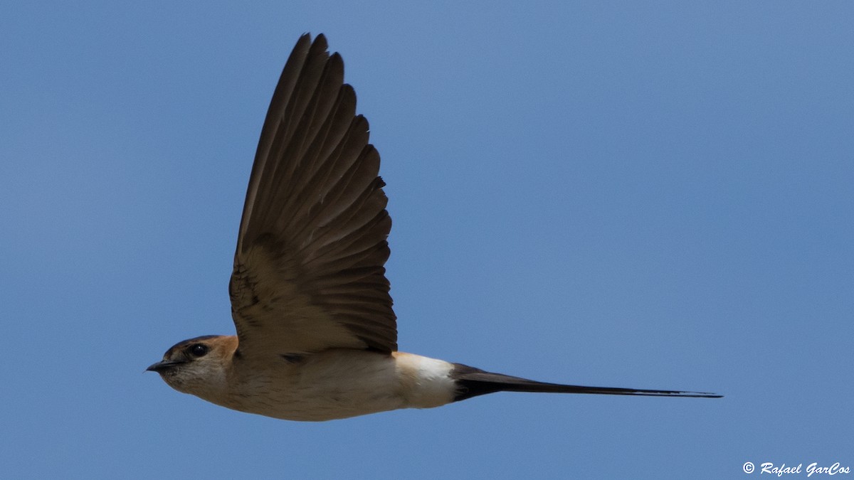Red-rumped Swallow - ML620989254