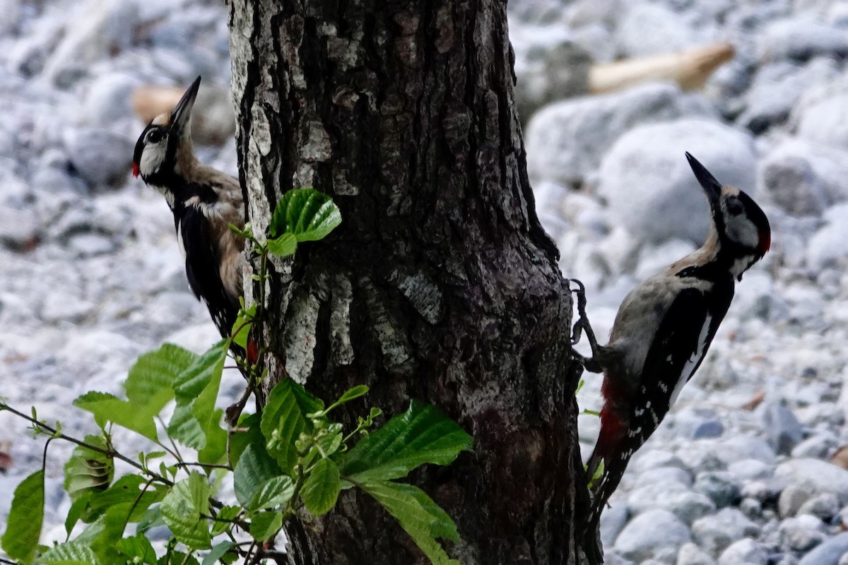 Great Spotted Woodpecker - ML620989261