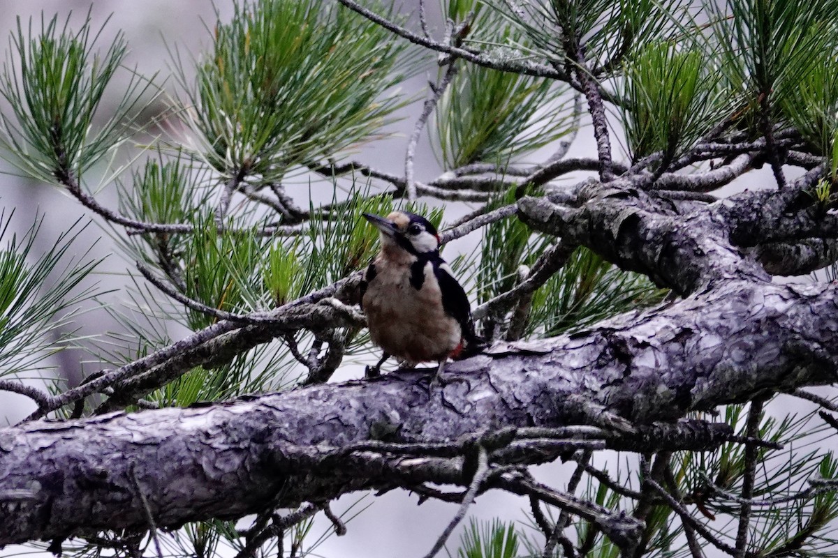 Great Spotted Woodpecker - ML620989262