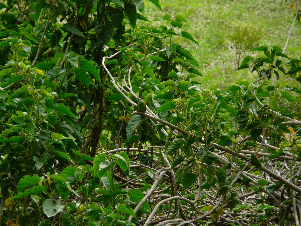 Asian Green Bee-eater - ML620989280