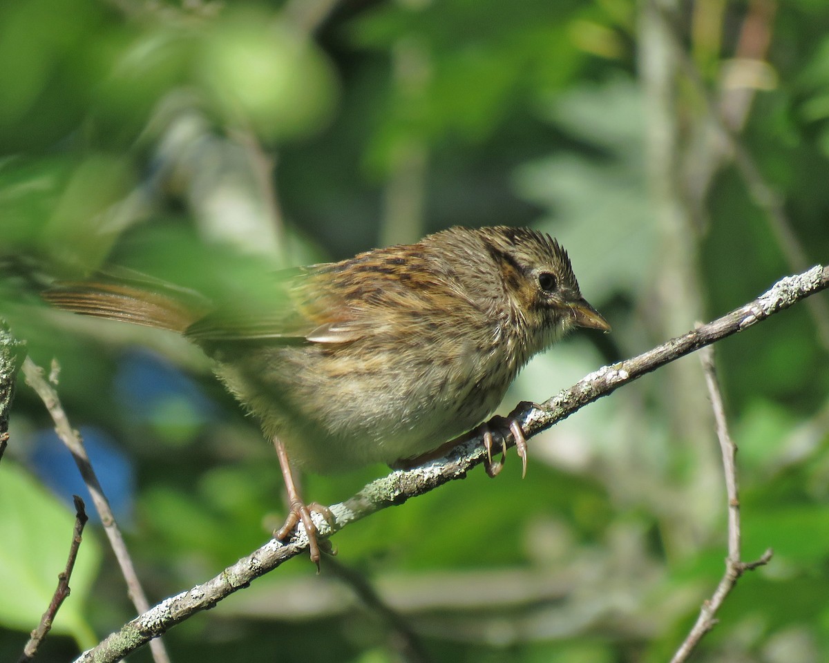 Swamp Sparrow - ML620989289