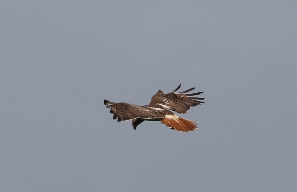 Red-tailed Hawk - ML620989307