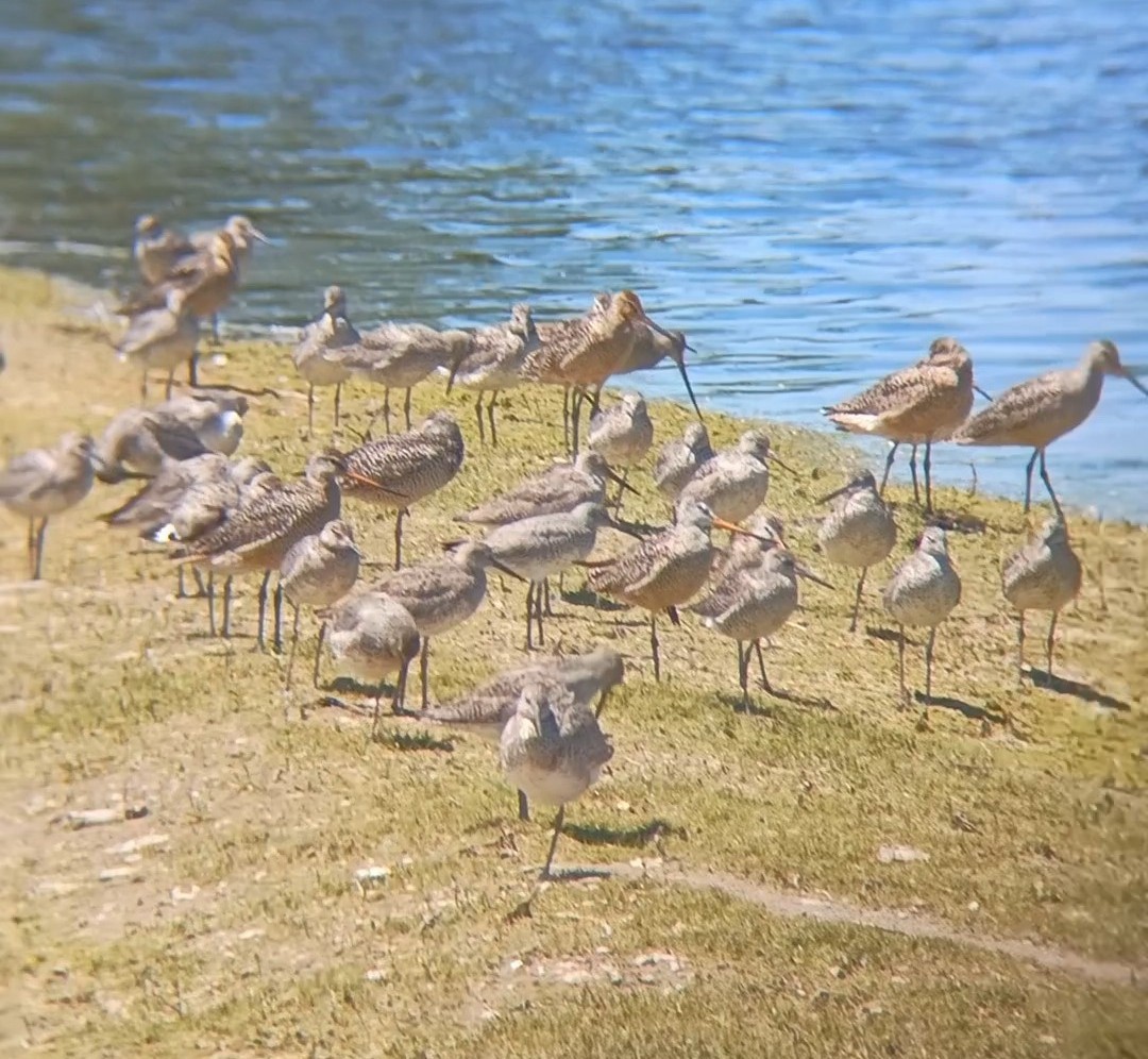 Marbled Godwit - Sam West