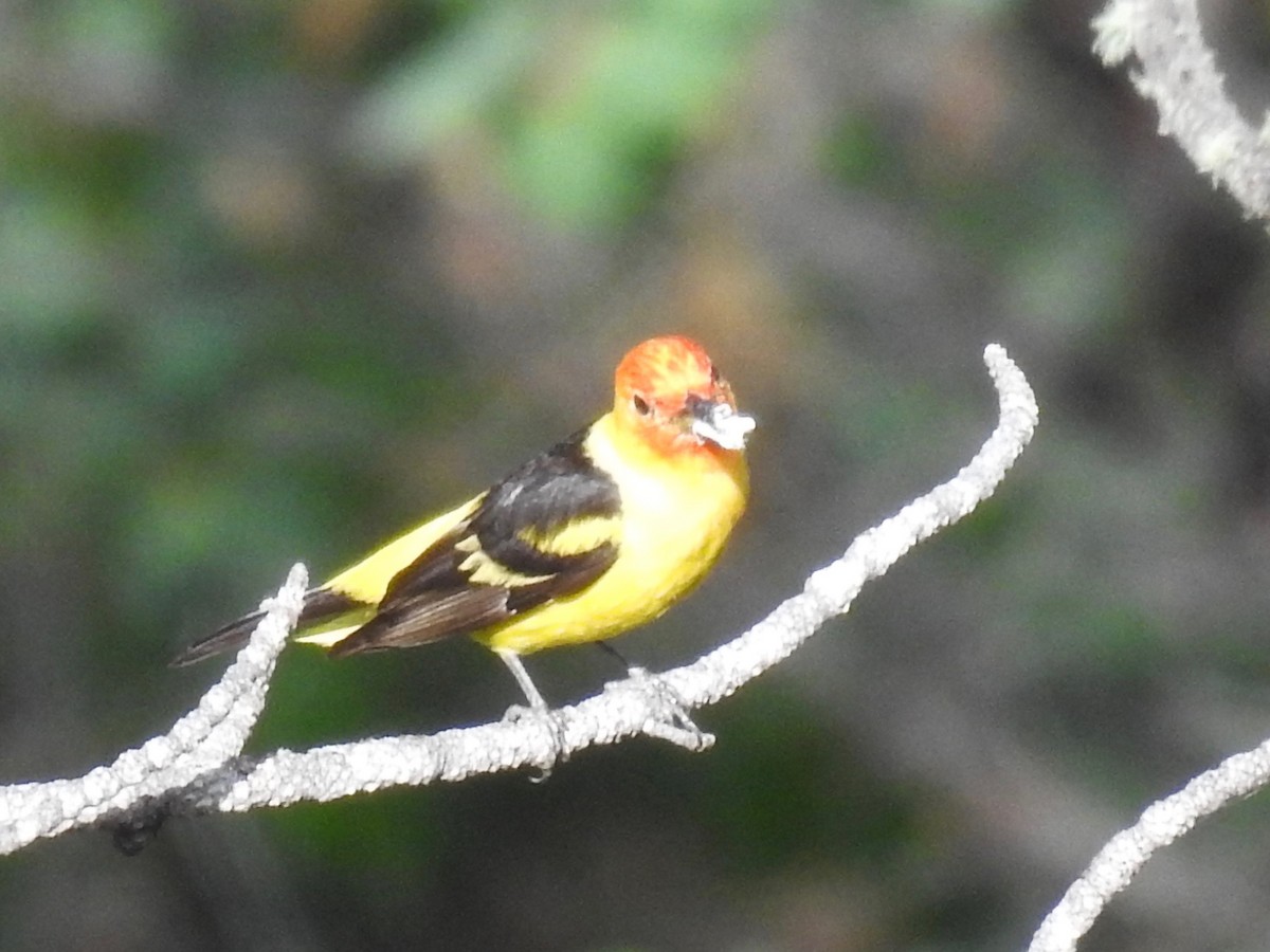 Western Tanager - ML620989316