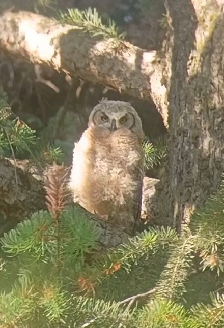 Great Horned Owl - ML620989365