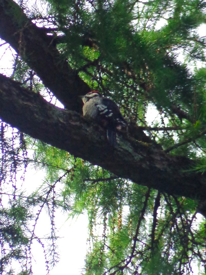 Great Spotted Woodpecker - ML620989384