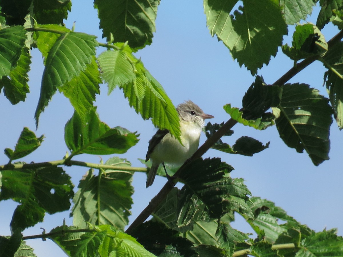 Bell's Vireo - ML620989386