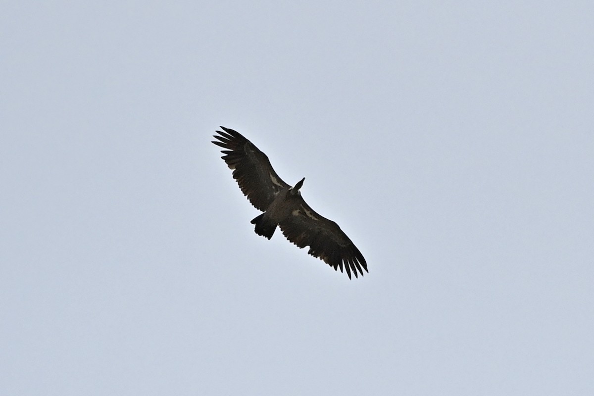 White-backed Vulture - Wachara  Sanguansombat