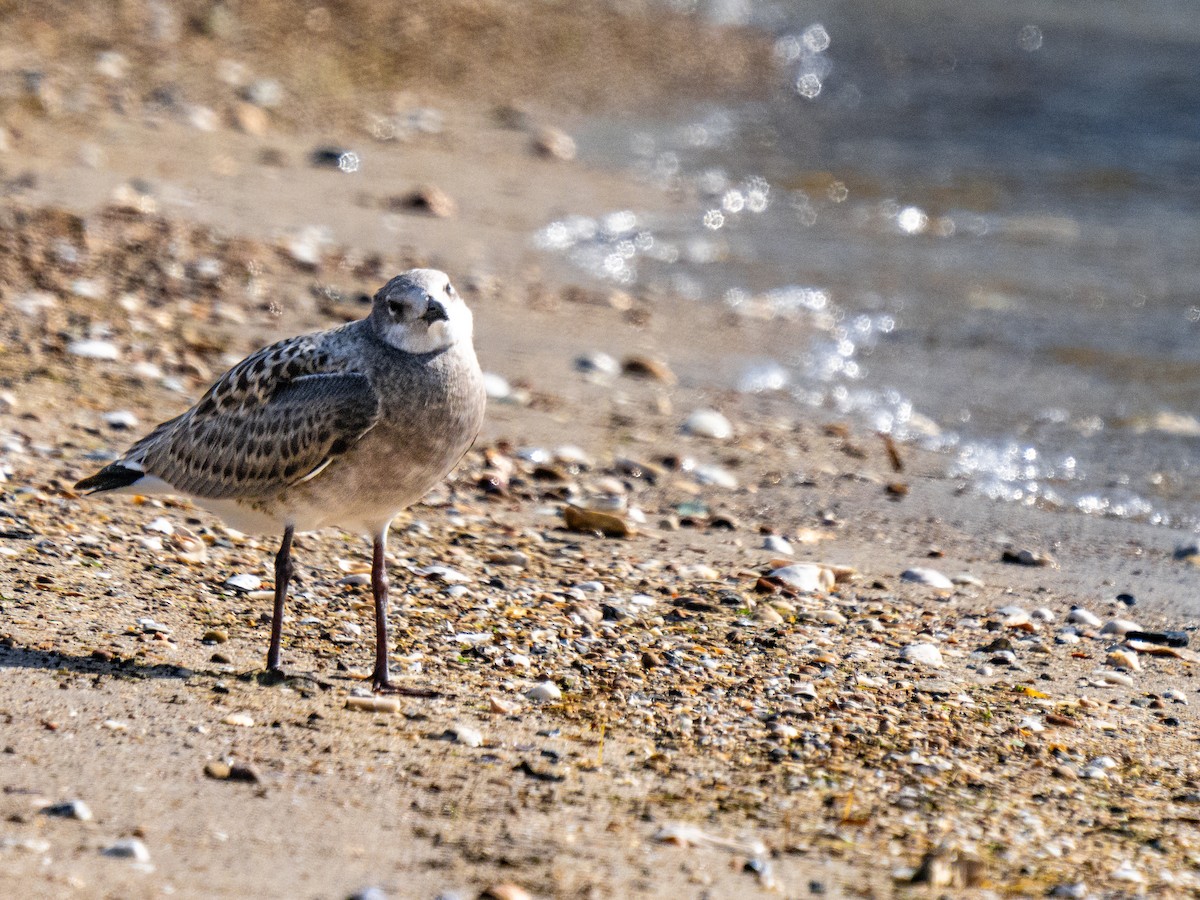 Laughing Gull - ML620989431