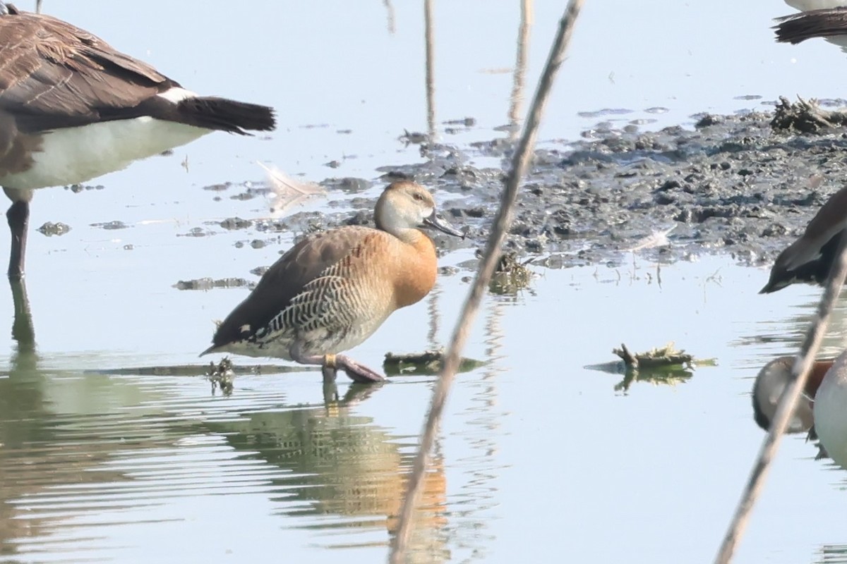 Plumed x White-faced Whistling-Duck (hybrid) - PJ Pulliam