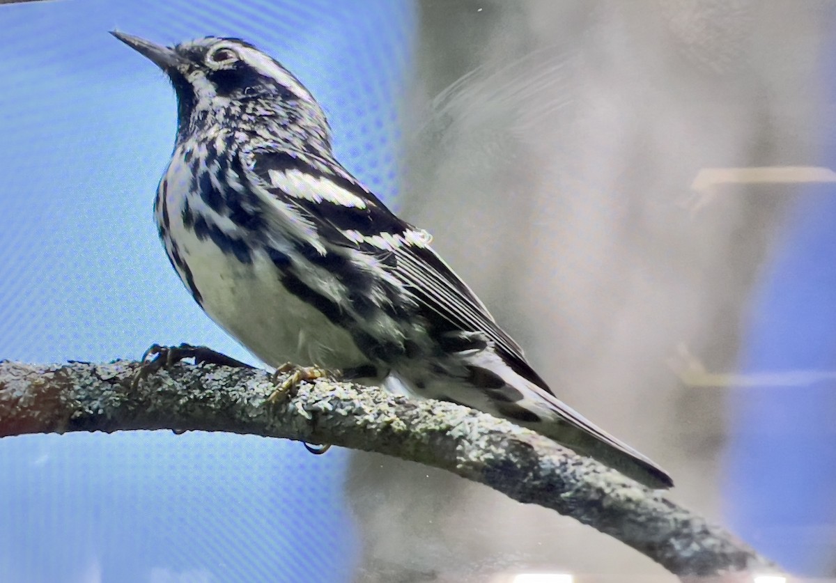 Black-and-white Warbler - ML620989458