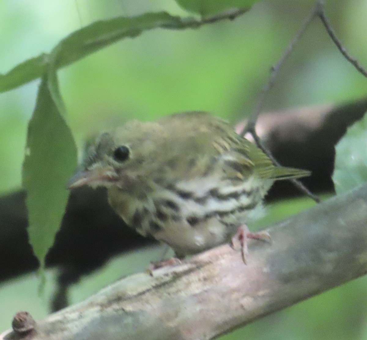 Ovenbird - ML620989471