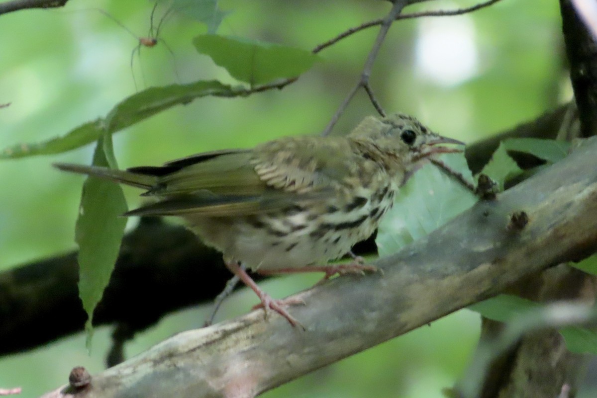 Ovenbird - ML620989472