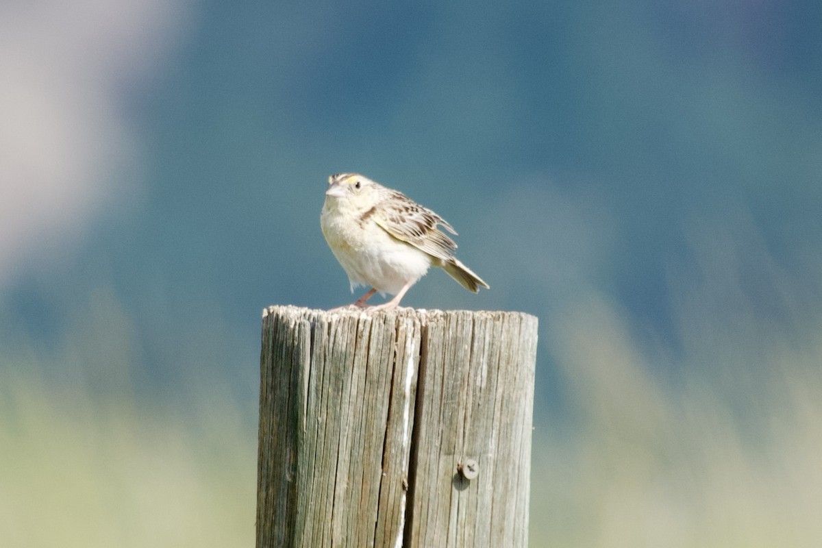 Grasshopper Sparrow - ML620989481