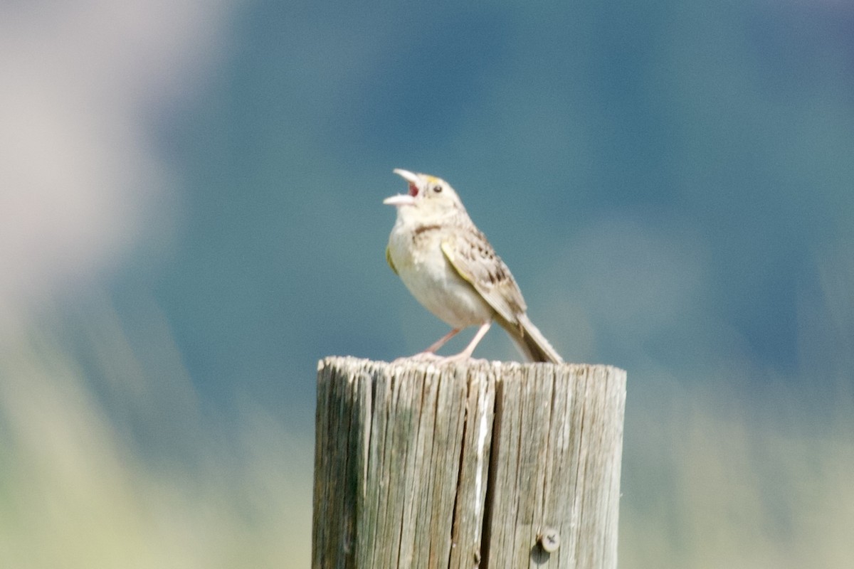 Grasshopper Sparrow - ML620989482