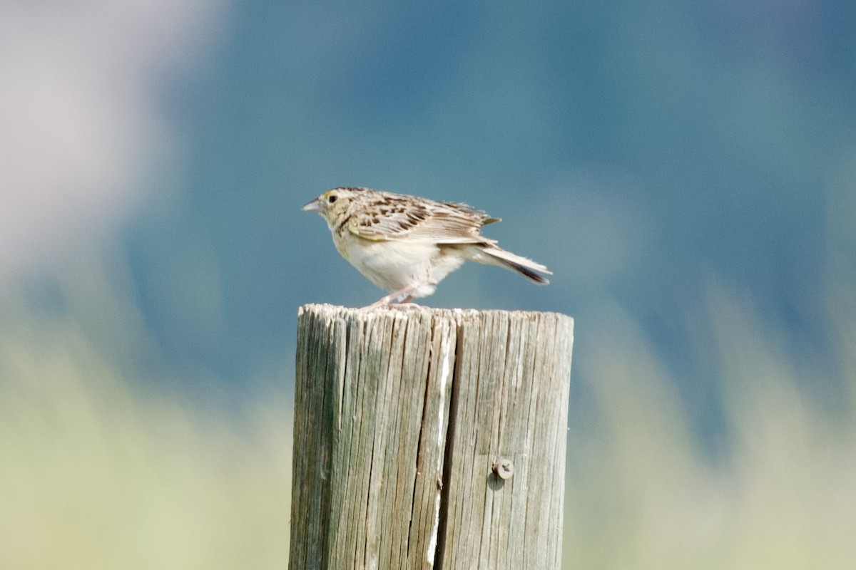 Grasshopper Sparrow - ML620989483