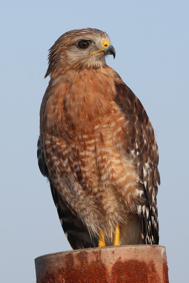Red-shouldered Hawk - ML620989486