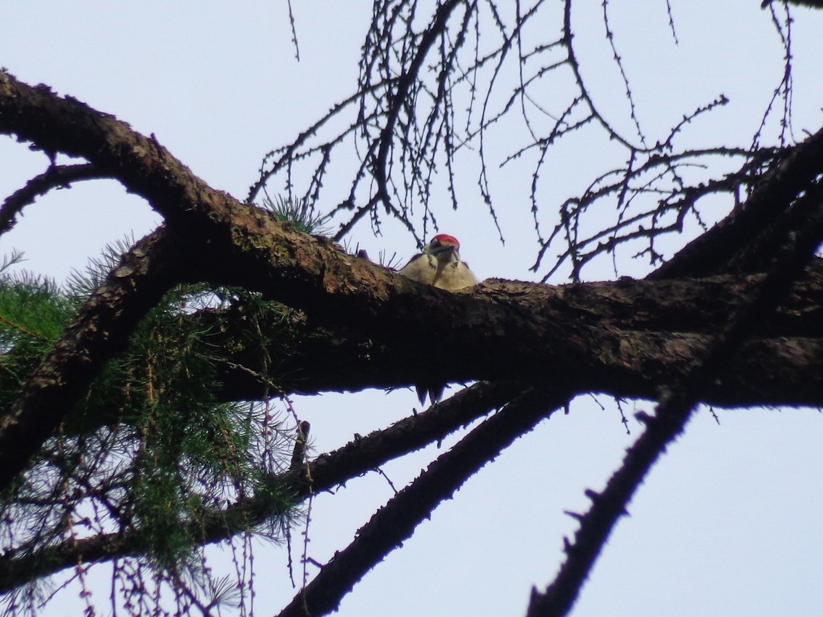 Great Spotted Woodpecker - ML620989525