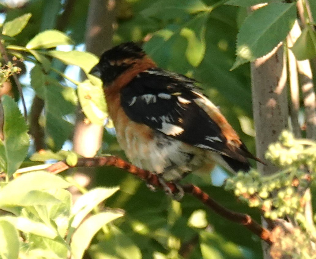 Spotted Towhee - ML620989527