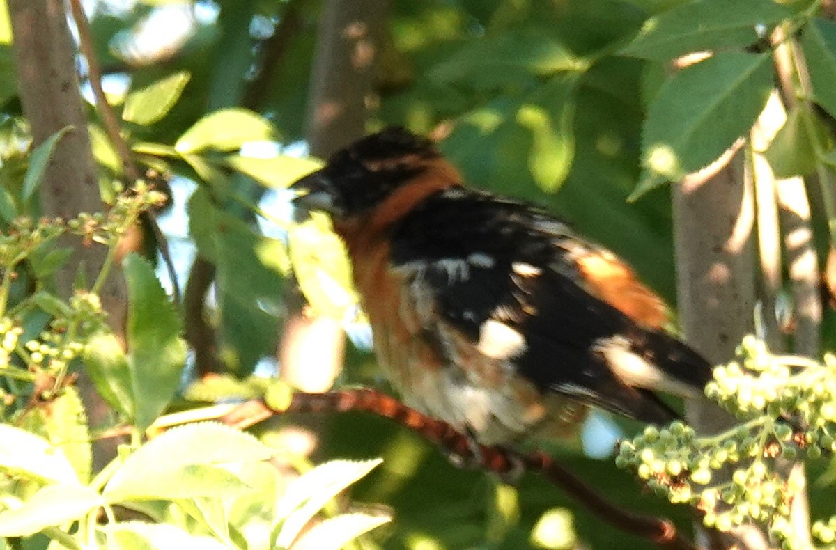 Spotted Towhee - ML620989528