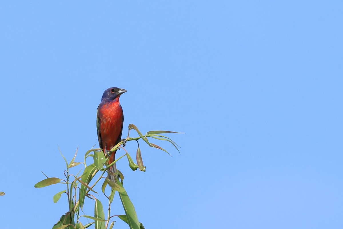 Painted Bunting - ML620989536