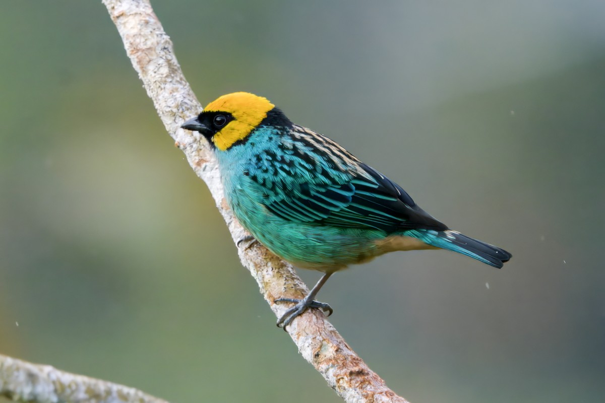Saffron-crowned Tanager - ML620989627