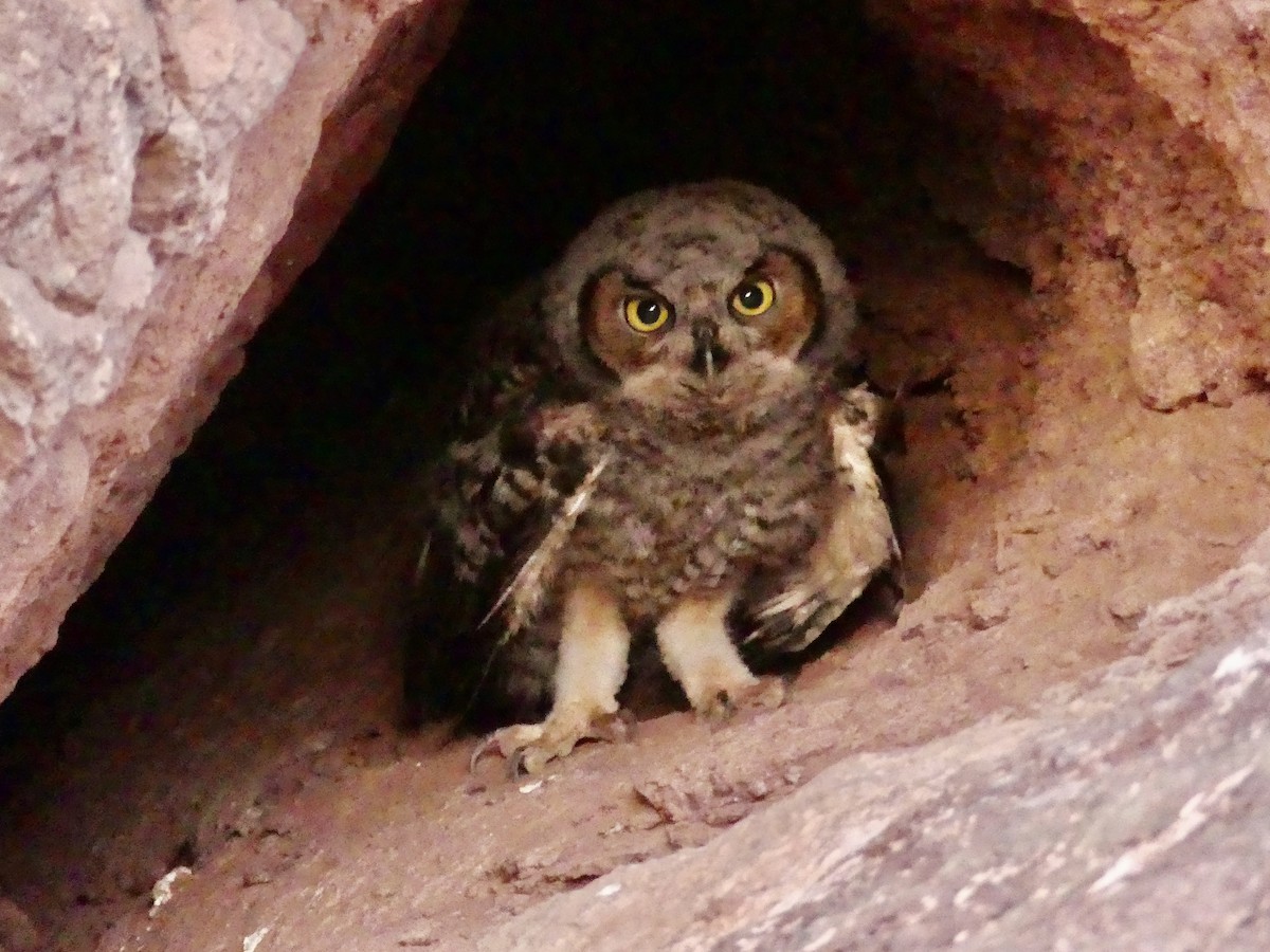 Great Horned Owl - ML620989726