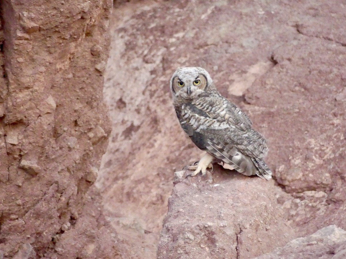 Great Horned Owl - ML620989727